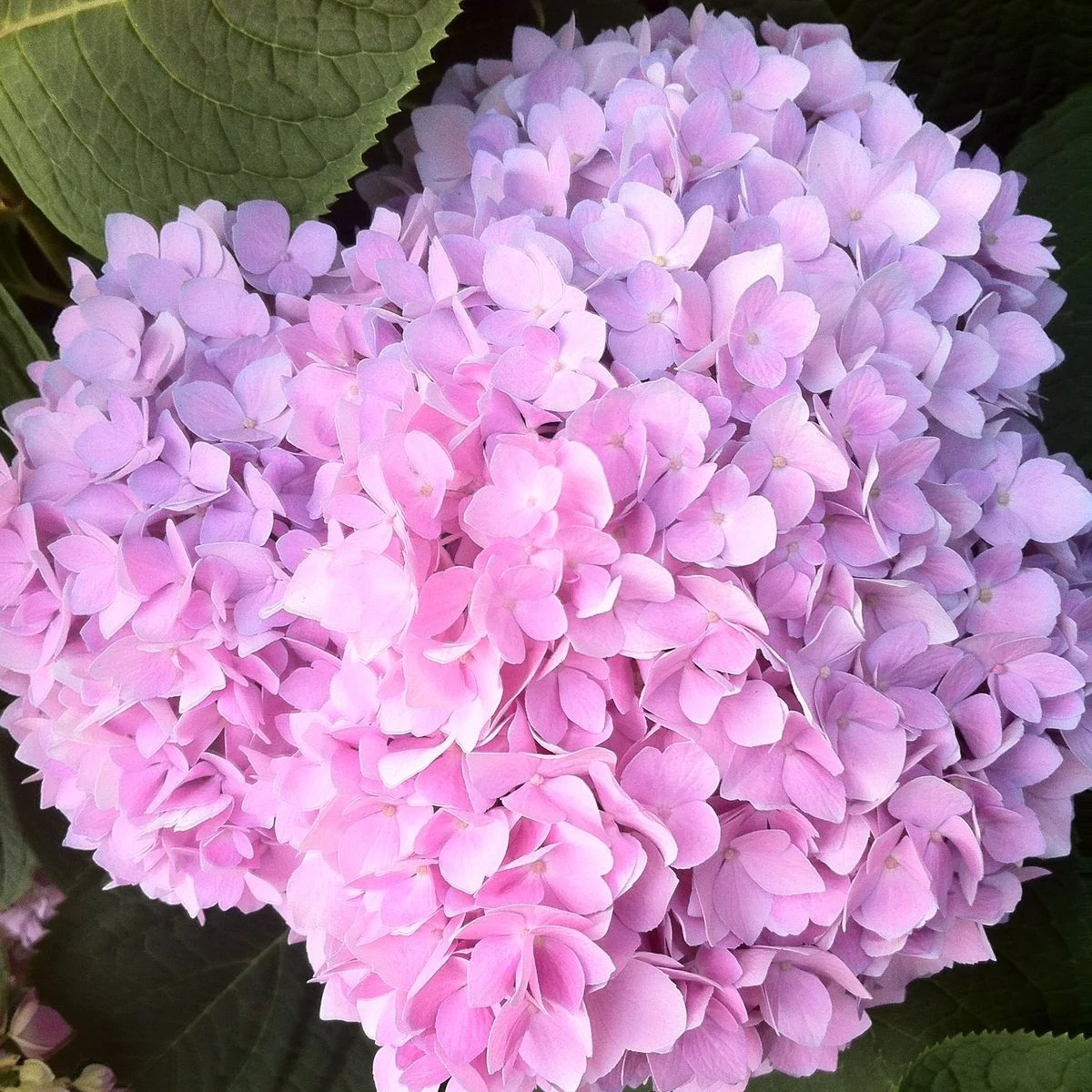 Hydrangea – Stunning Summer Blooms in Blue, Pink, White & Lime-Green for Shade Gardens