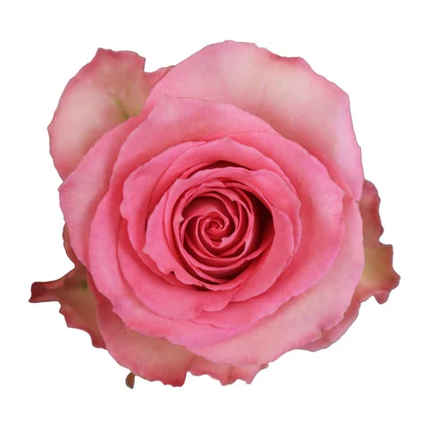 Sweet Unique Rose – Elegant Soft Pink Blossoms for Romantic Bouquets & Wedding Arrangements
