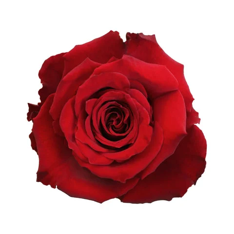 Sweet Unique Rose – Elegant Soft Pink Blossoms for Romantic Bouquets & Wedding Arrangements