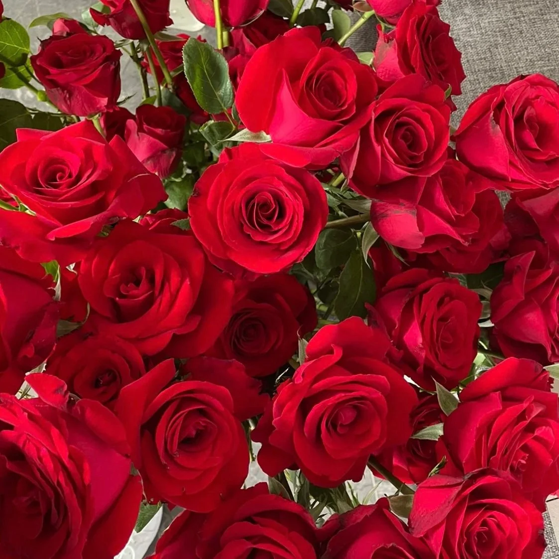 Carola Rose – Classic Velvety Red Blooms for Elegant Gardens & Special Occasions
