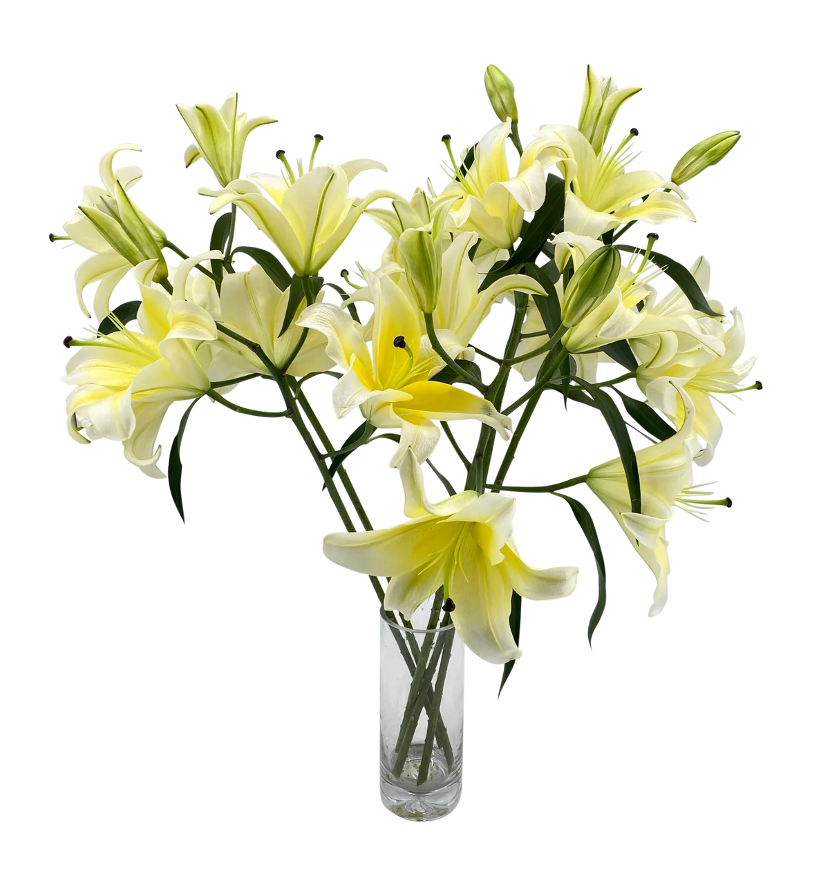 Huang Tian Ba Multi-Head Lily – Vibrant Multi-Bloom Oriental Lily for Stunning Floral Arrangements