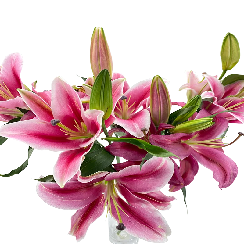 Sorbonne Multi-Head Lily – Premium Multi-Bloom Oriental Lily for Luxurious Floral Designs