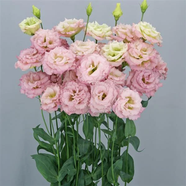 Sunshine Light Pink Eustoma – Delicate Pink Blooms for Elegant Floral Arrangements