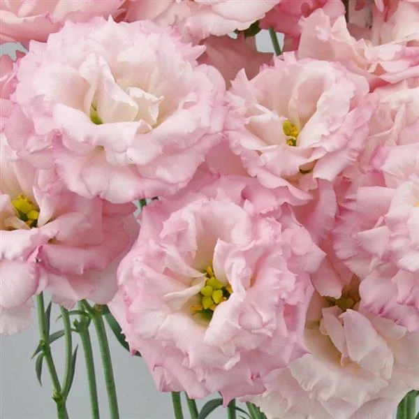 Sweet Unique Rose – Elegant Soft Pink Blossoms for Romantic Bouquets & Wedding Arrangements