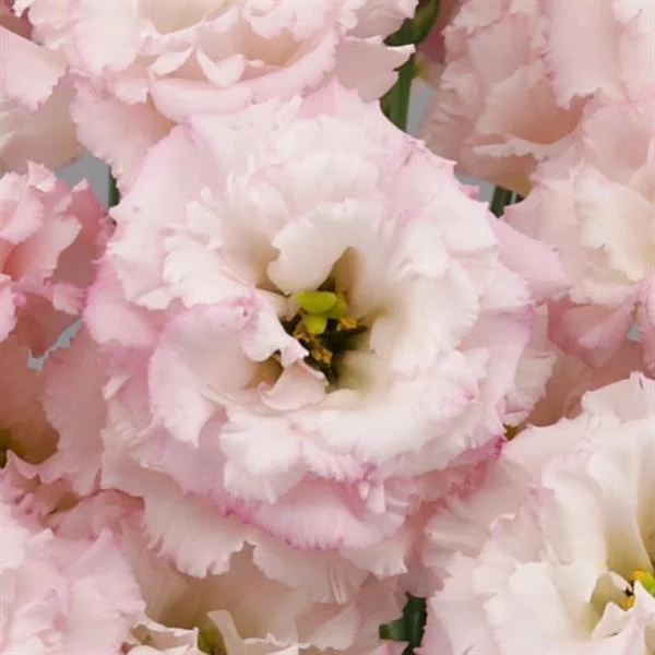 Sunshine Light Pink Eustoma – Delicate Pink Blooms for Elegant Floral Arrangements