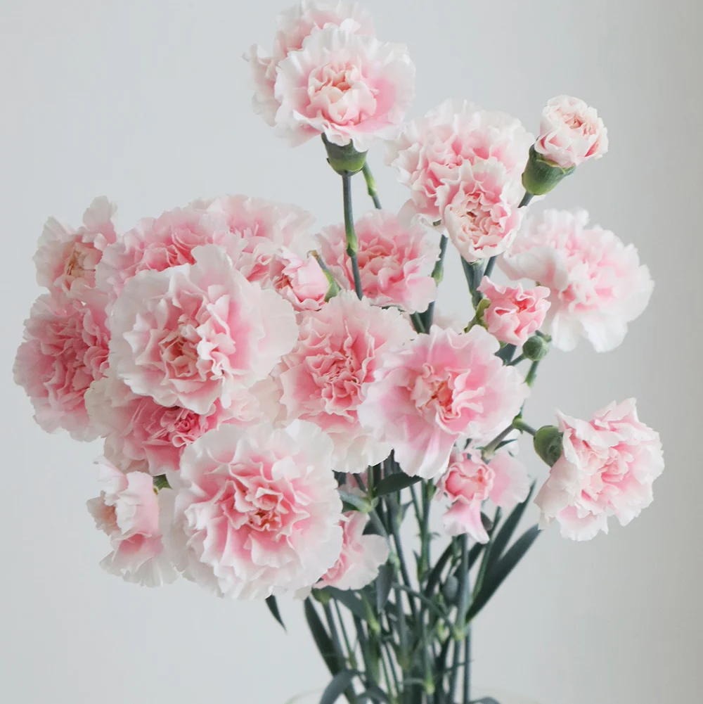 Athena Light Pink Spray Carnations – Delicate Multi-Bloom Mini Carnations for Elegant Floral Designs