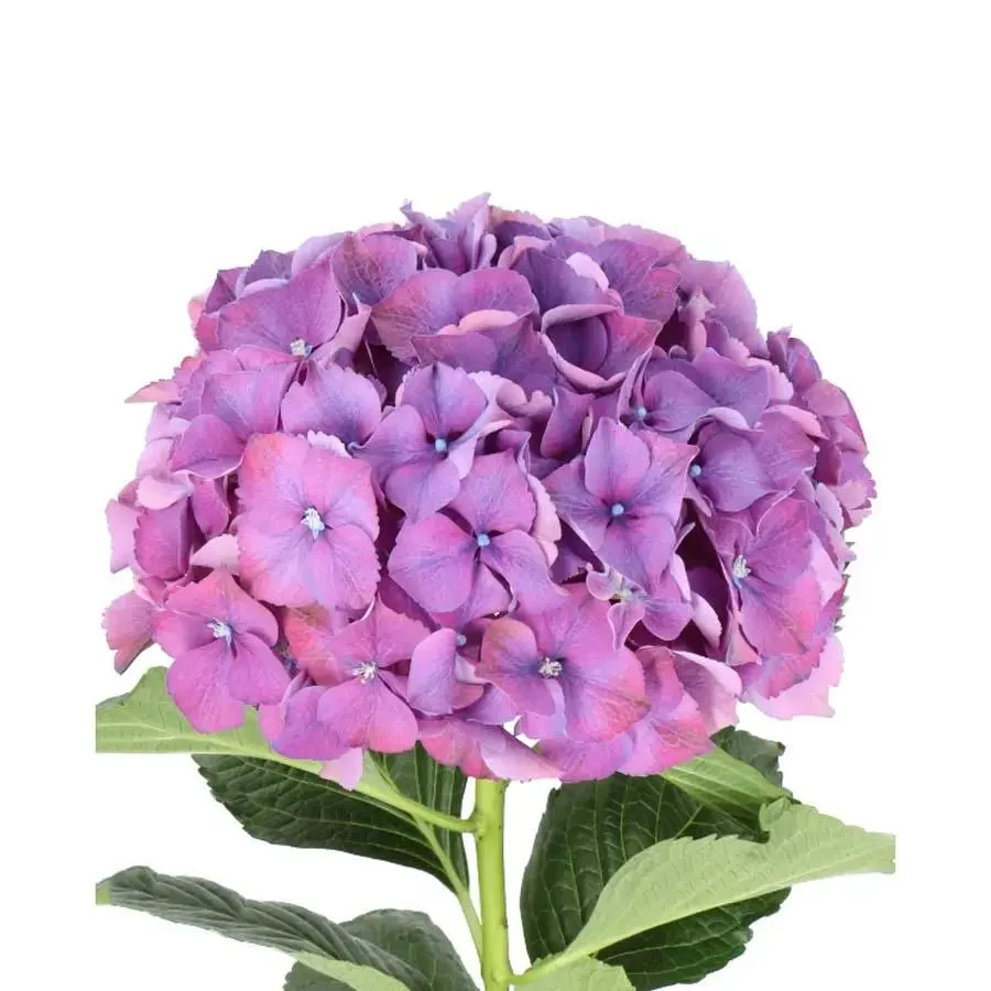 Natural Purple Hydrangea – Soft Tinted Blooms from South American Farms