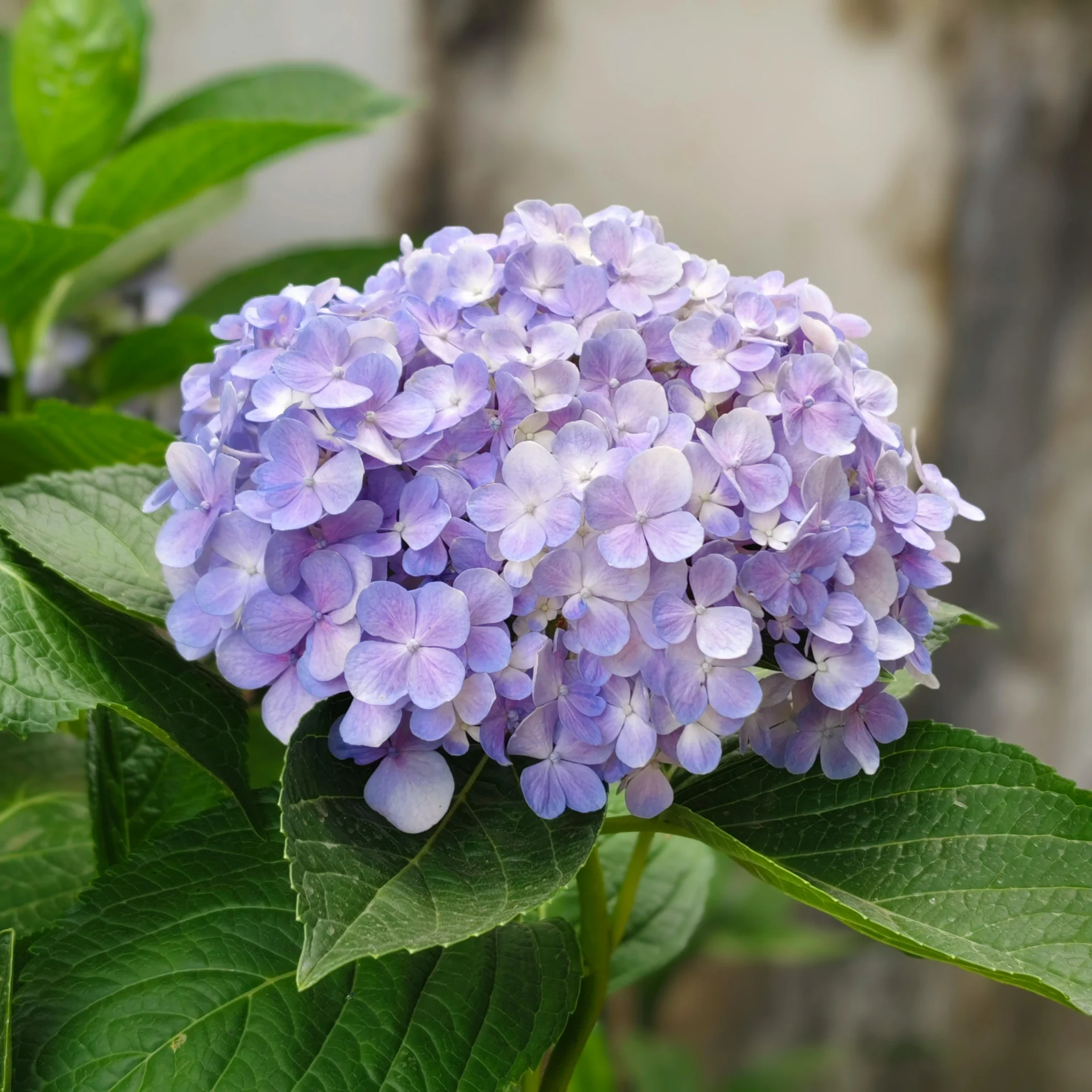 Sweet Unique Rose – Elegant Soft Pink Blossoms for Romantic Bouquets & Wedding Arrangements