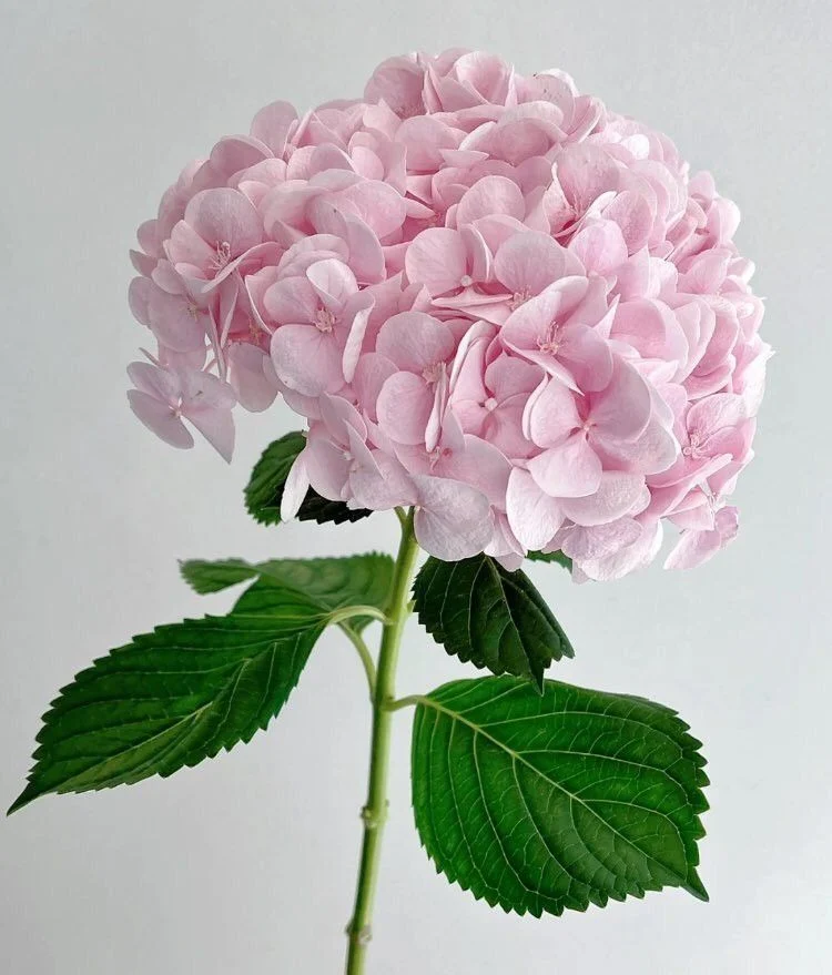 Hydrangea – Stunning Summer Blooms in Blue, Pink, White & Lime-Green for Shade Gardens